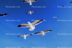 Seagulls, Carmel, California, ABGV02P08_04