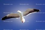 Seagull, Carmel, California, ABGV02P08_13B