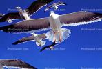 Seagulls, Carmel, California, ABGV02P09_01