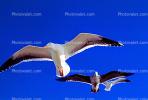 Seagulls, Carmel, California, ABGV02P09_03
