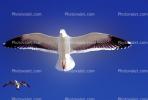 Seagulls, Carmel, California, ABGV02P09_07