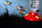 Hummingbird, Fight, Hover, Hovering, Flying, fly, beak, Alaska, ABHV01P02_04.1708