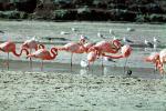 Flamingo, ABIV01P01_13