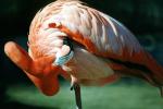 Flamingo, ABIV01P02_04