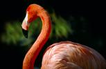 Flamingo, ABIV01P02_05.1708