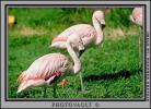 flamingo, ABIV01P03_08