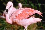 Lesser Flamingo, (Phoenicopterus minor), Phoenicopteridae, Phoenicopterus, ABIV01P09_12B.3342