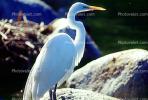 Great Egret (Egretta alba), ABIV01P14_15
