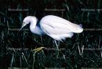 Egret, wading bird, wetland, ABIV02P02_13