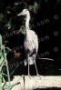 Great Blue Heron (Ardea herodias fannini), Pelecaniformes, Ardeidae, ABIV02P09_05