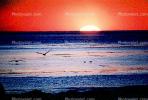Pelican, Malibu, California, Sunset, Sunclipse, ABLV01P03_04C