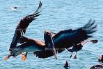 Pelicans, Tule Lake Wildlife Refuge, California, ABLV01P08_16B.2565