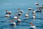 White Pelicans, Tule Lake Wildlife Refuge, California, ABLV01P08_18.3342