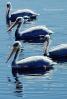 White Pelicans, Tule Lake Wildlife Refuge, California, ABLV01P09_02B
