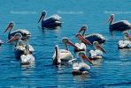 White Pelicans, Tule Lake Wildlife Refuge, California, ABLV01P09_03B.2565
