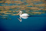 White Pelicans, Tule Lake Wildlife Refuge, California, ABLV01P09_10.1567