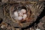Barn Swallow Eggs, Nest, ABPD01_231