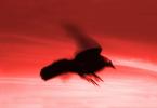 Crow, Blackbird, ABPV01P02_13B.3343