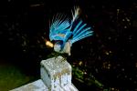 Blue Jay Wings, Peanut, ABPV01P06_16.1708