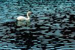Swan, pond, lake, ripples, Wavelets, ABWV01P01_06