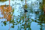 Duck, pond, lake reflection, ripples, Wavelets, ABWV01P03_12.3344