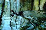 ducks, lake, ripples, reflection, Wavelets, ABWV01P04_02.3344