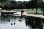 Duck, pond, lake, path, ripples, Wavelets, ABWV01P04_08
