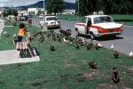 Ducks and Cars at a park, England, 1960s, ABWV03P08_05