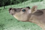 Ossie is Bossie, Cow Face, Ears, Eyes, Fields, ACFPCD0656_055B