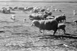 Galloping Sheep, Cotati, Sonoma County, ACFPCD0661_041