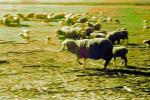 Galloping Sheep, Cotati, Sonoma County, ACFPCD0661_041B