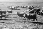 Galloping Sheep, Cotati, Sonoma County, ACFPCD0661_042
