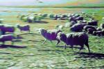Galloping Sheep, Cotati, Sonoma County, ACFPCD0661_042B