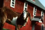 Goat, Barn, ACFV01P01_11