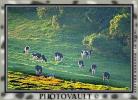 Grazing Cows, California, Trees, Hills, Hillside, ACFV01P01_19