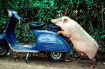 Scooter, Vespa, Bali, Indonesia, pig, Hog, funny, humorous, hilarious, sow, ACFV01P03_05