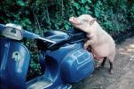 Scooter, Vespa, Bali, Indonesia, pig, Hog, funny, humorous, hilarious, sow, ACFV01P03_06