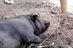 Sleeping Pig, Hog, Yelapa, Mexico, ACFV01P06_16