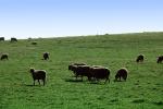 Sheep, Grass Field, ACFV01P07_16