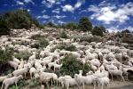 Sheep Herding, near Bodie, California, Bodie Ghost Town, ACFV01P10_02