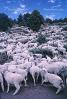 Sheep Herding, near Bodie, California, Bodie Ghost Town, ACFV01P10_05