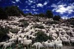 Sheep Herding, near Bodie, California, Bodie Ghost Town, ACFV01P10_07