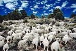 Sheep Herding, near Bodie, California, Bodie Ghost Town, ACFV01P10_08