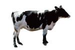 Dairy Cow photo-object, object, cut-out, cutout, ACFV01P11_05F