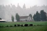 Dairy Cows, Grass, Grazing, home, house, barn, fence, trees, fields, Fernwood, Humboldt County, ACFV01P11_13