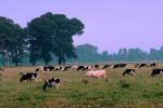 Dairy Cows, Fernwood, Humboldt County, ACFV01P12_16.2459
