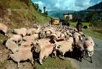 Sheep, Herding, Araniko Highway, Himalayas, Nepal, ACFV02P03_10.1709