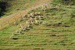Sheep, South Island, New Zealand, ACFV02P11_13.2459