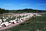Sheep, South Island, New Zealand, ACFV02P11_17