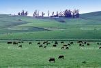 Cow, Sonoma County, California, ACFV03P02_18
